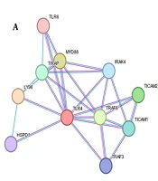 Investigating the Anti-inflammatory Mechanism of <i>Alpinia purpurata</i> (Vieill.) K. Schum. Rhizome Extract: Metabolite Profiling, Network Pharmacology, in vitro Safety, and in vivo Validation