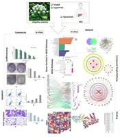 Elucidating the Molecular Mechanisms of Angelica sinensis Against Hepatocellular Carcinoma Through Network Pharmacology, in silico Molecular Docking, and in vitro Validation