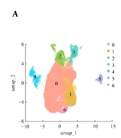 The Role of Methylacrylylated Hyaluronic Acid Hydrogels in Promoting Skin Wound Healing