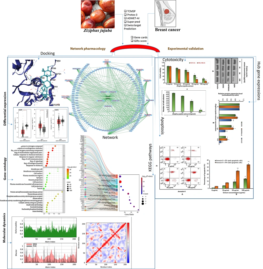 Anticancer Effects of Ziziphus jujuba in Human Breast Carcinoma