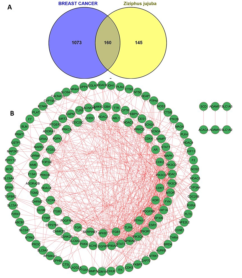 Anticancer Effects of Ziziphus jujuba in Human Breast Carcinoma