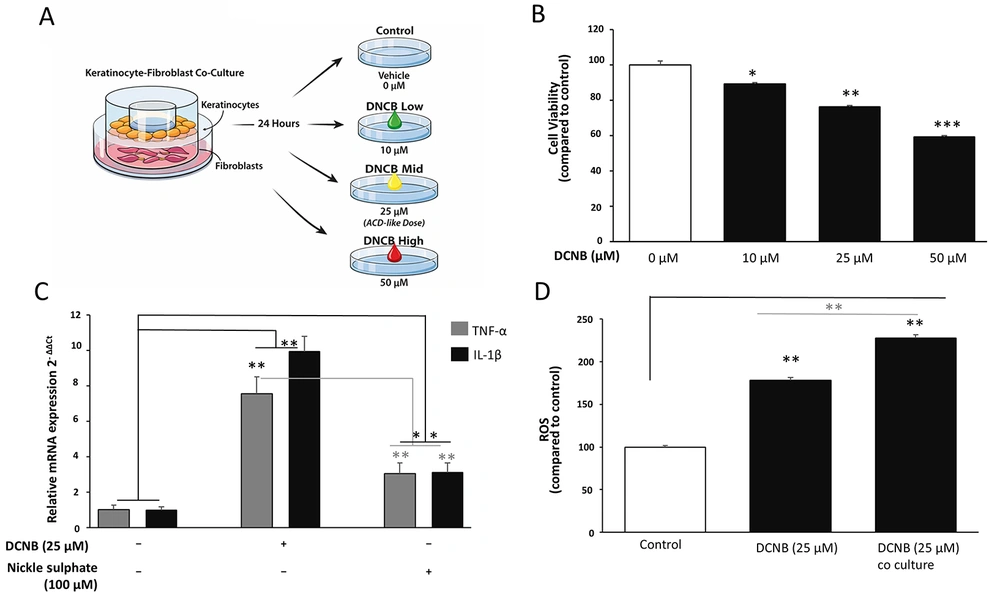 Establishment of an ACD-like inflammatory and oxidative stress model in Ker-CT keratinocytes A, Schematic representation of the in vitro allergic contact dermatitis–like model. Ker-CT keratinocytes were cultured either as monocultures or in transwell co-culture with CCD-1064Sk fibroblasts and exposed to DNCB. Nickel sulfate was included as a comparator sensitizer for model validation; subsequent mechanistic analyses focused on DNCB due to its stronger and more reproducible phenotype. B, Cell viability of Ker-CT keratinocytes following exposure to DNCB (10, 25, 50 μM; 24 h) was assessed by MTT and normalized to vehicle control (set to 100%). C, TNF-α and IL-1β mRNA expression following DNCB or nickel sulfate treatment was quantified by RT-qPCR, normalized to GAPDH, and expressed as fold change relative to vehicle control. Nickel sulfate was used only for model validation and was not extended to downstream pathway analyses. D, Intracellular ROS levels were measured by DCFDA fluorescence in Ker-CT monoculture or Ker-CT/CCD-1064Sk transwell co-culture following DNCB exposure and normalized to vehicle control. Data are mean ± SD from ≥ 3 independent biological experiments (n ≥ 3). Statistical testing: one-way ANOVA with Tukey’s post hoc test. Significance: *P < 0.05, **P < 0.01, ***P < 0.001. Where shown, horizontal comparison bars denote statistical contrasts (black bars: vs vehicle control; grey bars: vs DNCB alone). Establishment of an ACD-like inflammatory and oxidative stress model in Ker-CT keratinocytes A, Schematic representation of the in vitro allergic contact dermatitis–like model. Ker-CT keratinocytes were cultured either as monocultures or in transwell co-culture with CCD-1064Sk fibroblasts and exposed to DNCB. Nickel sulfate was included as a comparator sensitizer for model validation; subsequent mechanistic analyses focused on DNCB due to its stronger and more reproducible phenotype. B, Cell viability of Ker-CT keratinocytes following exposure to DNCB (10, 25, 50 μM; 24 h) was assessed by MTT and normalized to vehicle control (set to 100%). C, TNF-α and IL-1β mRNA expression following DNCB or nickel sulfate treatment was quantified by RT-qPCR, normalized to GAPDH, and expressed as fold change relative to vehicle control. Nickel sulfate was used only for model validation and was not extended to downstream pathway analyses. D, Intracellular ROS levels were measured by DCFDA fluorescence in Ker-CT monoculture or Ker-CT/CCD-1064Sk transwell co-culture following DNCB exposure and normalized to vehicle control. Data are mean ± SD from ≥ 3 independent biological experiments (n ≥ 3). Statistical testing: one-way ANOVA with Tukey’s post hoc test. Significance: *P < 0.05, **P < 0.01, ***P < 0.001. Where shown, horizontal comparison bars denote statistical contrasts (black bars: vs vehicle control; grey bars: vs DNCB alone).