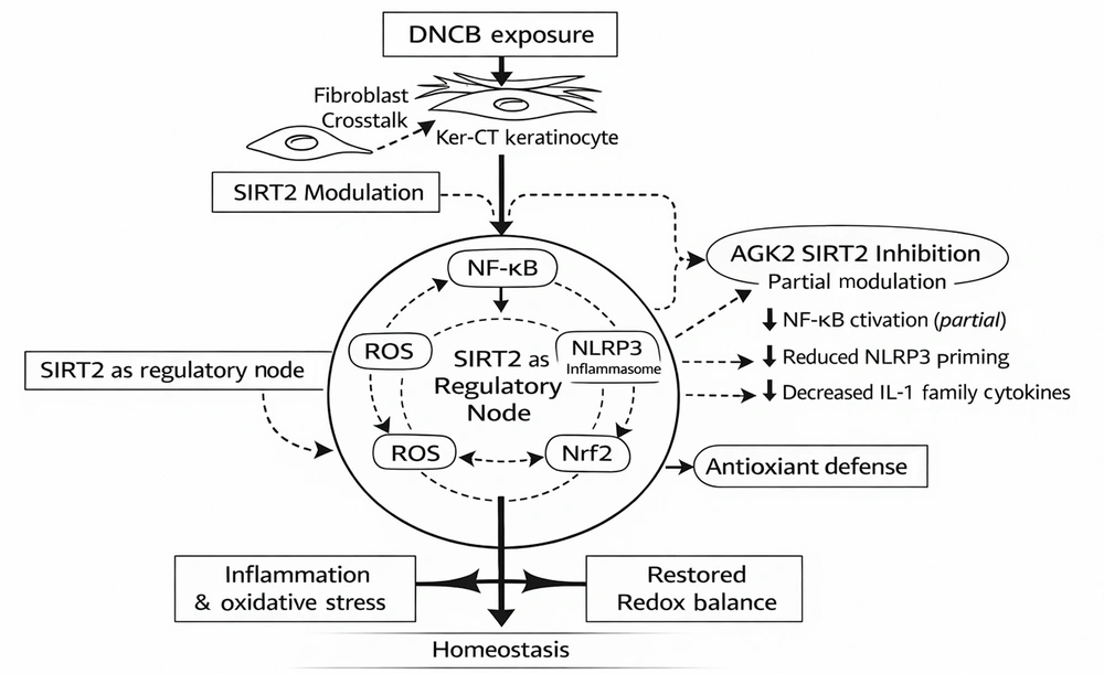 Flowchart summarizing SIRT2-dependent modulation of inflammatory and oxidative stress pathways in DNCB-stimulated keratinocytes Figure illustrating the sequence of molecular events identified in this study. DNCB exposure is associated with increased SIRT2 expression/activity in Ker-CT keratinocytes (enhanced by fibroblast–keratinocyte crosstalk), supporting NF-κB activation, NLRP3 priming–associated inflammatory outputs (including IL-1 family cytokine release), and increased oxidative stress, while reducing Nrf2 nuclear enrichment and downstream antioxidant responses. Pharmacological inhibition of SIRT2 by AGK2 partially attenuates NF-κB activation and dampens NLRP3 priming–associated IL-1 family cytokine responses, while promoting Nrf2 nuclear enrichment and antioxidant enzyme expression, resulting in partial rebalancing of inflammatory–redox signaling rather than complete normalization. Flowchart summarizing SIRT2-dependent modulation of inflammatory and oxidative stress pathways in DNCB-stimulated keratinocytes Figure illustrating the sequence of molecular events identified in this study. DNCB exposure is associated with increased SIRT2 expression/activity in Ker-CT keratinocytes (enhanced by fibroblast–keratinocyte crosstalk), supporting NF-κB activation, NLRP3 priming–associated inflammatory outputs (including IL-1 family cytokine release), and increased oxidative stress, while reducing Nrf2 nuclear enrichment and downstream antioxidant responses. Pharmacological inhibition of SIRT2 by AGK2 partially attenuates NF-κB activation and dampens NLRP3 priming–associated IL-1 family cytokine responses, while promoting Nrf2 nuclear enrichment and antioxidant enzyme expression, resulting in partial rebalancing of inflammatory–redox signaling rather than complete normalization.