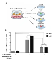 Pharmacological SIRT2 Inhibition by AGK2 Attenuates Hapten-Induced Keratinocyte Inflammation via NF-κB/NLRP3 Suppression and Nrf2 Reactivation