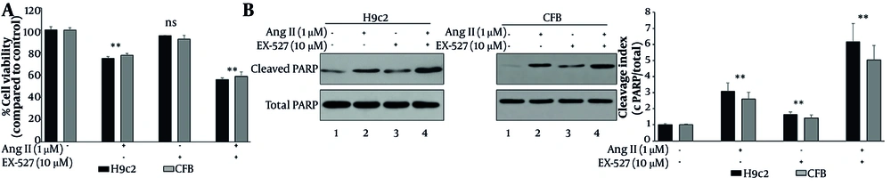 SIRT1 inhibition exacerbates Ang II–induced cytotoxicity and apoptotic injury in H9c2 cardiomyoblasts and cardiac fibroblasts (CFB). Cells were assigned to four treatment groups: control, Ang II (1 μM, 24 h), EX-527 (10 μM, 24 h), and Ang II + EX-527 (cotreatment for 24 h). (A) Cell viability was assessed by MTT assay in H9c2 and CFB cells. Ang II significantly reduced viability relative to control, and cotreatment with EX-527 further decreased viability. (B) Apoptotic injury was evaluated by Western blot–based quantification of PARP cleavage and expressed as the cleaved PARP/total PARP (c-PARP/total PARP) cleavage index in H9c2 and CFB cells. Ang II increased PARP cleavage, and this effect was further amplified by EX-527 cotreatment. Data are presented as mean ± SD from three independent biological experiments (n = 3). Statistical analysis was performed by one-way ANOVA followed by Tukey’s post hoc test. A P value < 0.05 was considered statistically significant. Abbreviations: Ang II, angiotensin II; EX-527, selective SIRT1 inhibitor; PARP, poly(ADP-ribose) polymerase; c-PARP, cleaved PARP; CFB, cardiac fibroblasts. SIRT1 inhibition exacerbates Ang II–induced cytotoxicity and apoptotic injury in H9c2 cardiomyoblasts and cardiac fibroblasts (CFB). Cells were assigned to four treatment groups: control, Ang II (1 μM, 24 h), EX-527 (10 μM, 24 h), and Ang II + EX-527 (cotreatment for 24 h). (A) Cell viability was assessed by MTT assay in H9c2 and CFB cells. Ang II significantly reduced viability relative to control, and cotreatment with EX-527 further decreased viability. (B) Apoptotic injury was evaluated by Western blot–based quantification of PARP cleavage and expressed as the cleaved PARP/total PARP (c-PARP/total PARP) cleavage index in H9c2 and CFB cells. Ang II increased PARP cleavage, and this effect was further amplified by EX-527 cotreatment. Data are presented as mean ± SD from three independent biological experiments (n = 3). Statistical analysis was performed by one-way ANOVA followed by Tukey’s post hoc test. A P value < 0.05 was considered statistically significant. Abbreviations: Ang II, angiotensin II; EX-527, selective SIRT1 inhibitor; PARP, poly(ADP-ribose) polymerase; c-PARP, cleaved PARP; CFB, cardiac fibroblasts.