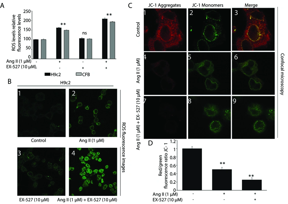 SIRT1 inhibition enhances oxidative stress and mitochondrial depolarization in H9c2 and AC16 cardiomyocytes. Cells were assigned to four treatment groups: control, Ang II (1 μM, 24 h), EX-527 (10 μM, 24 h), and Ang II + EX-527 (cotreatment for 24 h). A, Intracellular reactive oxygen species (ROS) levels were assessed by DCFH-DA fluorescence in H9c2 and AC16 cells. Ang II increased ROS accumulation relative to control, and cotreatment with EX-527 further enhanced this response. B, Representative fluorescence images of DCFH-DA staining showing intracellular ROS accumulation under the indicated treatment conditions. C, Mitochondrial membrane potential (ΔΨm) was assessed by JC-1 staining. Loss of red fluorescence and predominance of green fluorescence indicate mitochondrial depolarization. (D) Quantitative analysis of the JC-1 red/green fluorescence ratio confirmed a significant decline in ΔΨm after Ang II treatment, with further reduction in the Ang II + EX-527 group. Data are presented as mean ± SD from three independent biological experiments (n = 3). Statistical analysis was performed by one-way ANOVA followed by Tukey’s post hoc test. A P value < 0.05 was considered statistically significant. Abbreviations: ROS, reactive oxygen species; DCFH-DA, 2′,7′-dichlorofluorescein diacetate; JC-1, cationic mitochondrial membrane potential dye; ΔΨm, mitochondrial membrane potential (** P < 0.05) SIRT1 inhibition enhances oxidative stress and mitochondrial depolarization in H9c2 and AC16 cardiomyocytes. Cells were assigned to four treatment groups: control, Ang II (1 μM, 24 h), EX-527 (10 μM, 24 h), and Ang II + EX-527 (cotreatment for 24 h). A, Intracellular reactive oxygen species (ROS) levels were assessed by DCFH-DA fluorescence in H9c2 and AC16 cells. Ang II increased ROS accumulation relative to control, and cotreatment with EX-527 further enhanced this response. B, Representative fluorescence images of DCFH-DA staining showing intracellular ROS accumulation under the indicated treatment conditions. C, Mitochondrial membrane potential (ΔΨm) was assessed by JC-1 staining. Loss of red fluorescence and predominance of green fluorescence indicate mitochondrial depolarization. (D) Quantitative analysis of the JC-1 red/green fluorescence ratio confirmed a significant decline in ΔΨm after Ang II treatment, with further reduction in the Ang II + EX-527 group. Data are presented as mean ± SD from three independent biological experiments (n = 3). Statistical analysis was performed by one-way ANOVA followed by Tukey’s post hoc test. A P value < 0.05 was considered statistically significant. Abbreviations: ROS, reactive oxygen species; DCFH-DA, 2′,7′-dichlorofluorescein diacetate; JC-1, cationic mitochondrial membrane potential dye; ΔΨm, mitochondrial membrane potential (** P < 0.05)