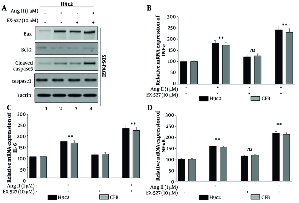 SIRT1 inhibition intensifies apoptotic and inflammatory signaling in H9c2 cardiomyoblasts and cardiac fibroblasts (CFB). Cells were assigned to four treatment groups: control, Ang II (1 μM, 24 h), EX-527 (10 μM, 24 h), and Ang II + EX-527 (cotreatment for 24 h). A, Apoptosis-related proteins were analyzed by Western blotting in H9c2 and CFB cells. Ang II increased BAX and cleaved caspase-3 and reduced Bcl-2 expression, whereas EX-527 cotreatment further strengthened this proapoptotic profile. B–D, Relative mRNA expression of TNF-α, IL-6, and NF-κB-related transcripts was measured by qPCR in H9c2 and CFB cells. Ang II increased these inflammatory transcriptional markers, and cotreatment with EX-527 further augmented their expression. These data represent transcript-level inflammatory responses and do not directly indicate cytokine protein abundance or definitive NF-κB pathway activation. Data are presented as mean ± SD from three independent biological experiments (n = 3). Statistical analysis was performed by one-way ANOVA followed by Tukey’s post hoc test. A P value < 0.05 was considered statistically significant. Abbreviations: BAX, Bcl-2-associated X protein; Bcl-2, B-cell lymphoma 2; TNF-α, tumor necrosis factor alpha; IL-6, interleukin 6; NF-κB, nuclear factor kappa B; qPCR, quantitative polymerase chain reaction; CFB, cardiac fibroblasts (** P < 0.05). SIRT1 inhibition intensifies apoptotic and inflammatory signaling in H9c2 cardiomyoblasts and cardiac fibroblasts (CFB). Cells were assigned to four treatment groups: control, Ang II (1 μM, 24 h), EX-527 (10 μM, 24 h), and Ang II + EX-527 (cotreatment for 24 h). A, Apoptosis-related proteins were analyzed by Western blotting in H9c2 and CFB cells. Ang II increased BAX and cleaved caspase-3 and reduced Bcl-2 expression, whereas EX-527 cotreatment further strengthened this proapoptotic profile. B–D, Relative mRNA expression of TNF-α, IL-6, and NF-κB-related transcripts was measured by qPCR in H9c2 and CFB cells. Ang II increased these inflammatory transcriptional markers, and cotreatment with EX-527 further augmented their expression. These data represent transcript-level inflammatory responses and do not directly indicate cytokine protein abundance or definitive NF-κB pathway activation. Data are presented as mean ± SD from three independent biological experiments (n = 3). Statistical analysis was performed by one-way ANOVA followed by Tukey’s post hoc test. A P value < 0.05 was considered statistically significant. Abbreviations: BAX, Bcl-2-associated X protein; Bcl-2, B-cell lymphoma 2; TNF-α, tumor necrosis factor alpha; IL-6, interleukin 6; NF-κB, nuclear factor kappa B; qPCR, quantitative polymerase chain reaction; CFB, cardiac fibroblasts (** P < 0.05).