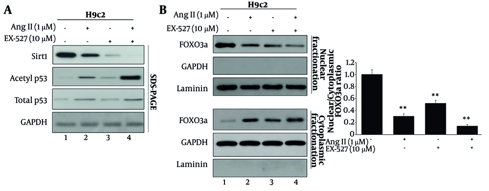 SIRT1 inhibition augments p53 acetylation and reduces nuclear FOXO3a availability under Ang II stress. Cells were assigned to four treatment groups: control, Ang II (1 μM, 24 h), EX-527 (10 μM, 24 h), and Ang II + EX-527 (cotreatment for 24 h). A, Western blot analysis of SIRT1, total p53, and acetylated p53 (Ac-p53) showing reduced SIRT1 expression and increased p53 acetylation following Ang II treatment, with the strongest Ac-p53 signal observed in the Ang II + EX-527 group. B, Nuclear–cytoplasmic fractionation followed by immunoblotting of FOXO3a showing reduced nuclear FOXO3a and increased cytoplasmic FOXO3a under Ang II stress, with further suppression of nuclear FOXO3a availability after cotreatment with EX-527. Quantification is expressed as the nuclear/cytoplasmic FOXO3a ratio. Lamin B1 and GAPDH were used as nuclear and cytoplasmic markers, respectively. Data are presented as mean ± SD from three independent biological experiments (n = 3). Statistical analysis was performed by one-way ANOVA followed by Tukey’s post hoc test. ** P-value < 0.05 was considered statistically significant. Abbreviations: Ac-p53, acetylated p53; FOXO3a, forkhead box O3a; Ang II, angiotensin II; EX-527, selective SIRT1 inhibitor; GAPDH, glyceraldehyde-3-phosphate dehydrogenase. SIRT1 inhibition augments p53 acetylation and reduces nuclear FOXO3a availability under Ang II stress. Cells were assigned to four treatment groups: control, Ang II (1 μM, 24 h), EX-527 (10 μM, 24 h), and Ang II + EX-527 (cotreatment for 24 h). A, Western blot analysis of SIRT1, total p53, and acetylated p53 (Ac-p53) showing reduced SIRT1 expression and increased p53 acetylation following Ang II treatment, with the strongest Ac-p53 signal observed in the Ang II + EX-527 group. B, Nuclear–cytoplasmic fractionation followed by immunoblotting of FOXO3a showing reduced nuclear FOXO3a and increased cytoplasmic FOXO3a under Ang II stress, with further suppression of nuclear FOXO3a availability after cotreatment with EX-527. Quantification is expressed as the nuclear/cytoplasmic FOXO3a ratio. Lamin B1 and GAPDH were used as nuclear and cytoplasmic markers, respectively. Data are presented as mean ± SD from three independent biological experiments (n = 3). Statistical analysis was performed by one-way ANOVA followed by Tukey’s post hoc test. ** P-value < 0.05 was considered statistically significant. Abbreviations: Ac-p53, acetylated p53; FOXO3a, forkhead box O3a; Ang II, angiotensin II; EX-527, selective SIRT1 inhibitor; GAPDH, glyceraldehyde-3-phosphate dehydrogenase.