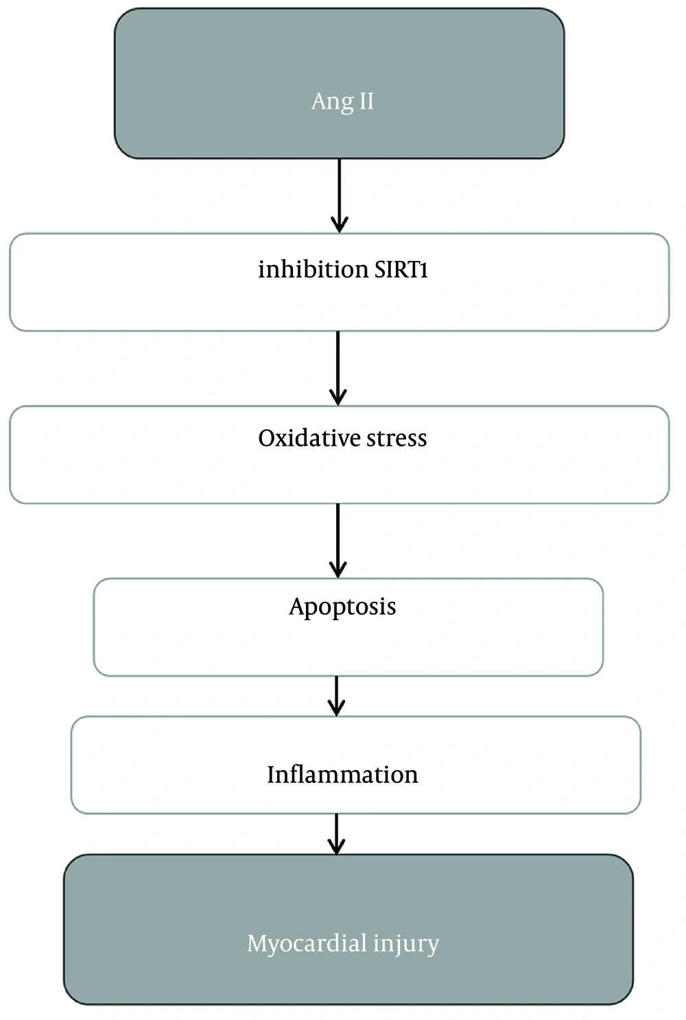 Proposed mechanistic model of pharmacological SIRT1 inhibition in Ang II–induced myocardial injury. This schematic summarizes the working model derived from the present in vitro findings obtained in H9c2, AC16, and CFB cell systems. Under Ang II stress, reduced SIRT1 activity is associated with increased p53 acetylation, impaired FOXO3a nuclear availability, elevated ROS accumulation, loss of mitochondrial membrane potential (ΔΨm), enhanced apoptotic signaling, and increased proinflammatory transcriptional responses. Co-exposure to EX-527 is proposed to amplify these injury-related changes, culminating in aggravated myocardial injury phenotypes. This figure represents a mechanistic interpretation of the experimental data and should be regarded as a proposed model rather than definitive proof of causal pathway mediation. Abbreviations: Ang II, angiotensin II; EX-527, selective SIRT1 inhibitor; ROS, reactive oxygen species; ΔΨm, mitochondrial membrane potential; Ac-p53, acetylated p53; FOXO3a, forkhead box O3a; CFB, cardiac fibroblasts. Proposed mechanistic model of pharmacological SIRT1 inhibition in Ang II–induced myocardial injury. This schematic summarizes the working model derived from the present in vitro findings obtained in H9c2, AC16, and CFB cell systems. Under Ang II stress, reduced SIRT1 activity is associated with increased p53 acetylation, impaired FOXO3a nuclear availability, elevated ROS accumulation, loss of mitochondrial membrane potential (ΔΨm), enhanced apoptotic signaling, and increased proinflammatory transcriptional responses. Co-exposure to EX-527 is proposed to amplify these injury-related changes, culminating in aggravated myocardial injury phenotypes. This figure represents a mechanistic interpretation of the experimental data and should be regarded as a proposed model rather than definitive proof of causal pathway mediation. Abbreviations: Ang II, angiotensin II; EX-527, selective SIRT1 inhibitor; ROS, reactive oxygen species; ΔΨm, mitochondrial membrane potential; Ac-p53, acetylated p53; FOXO3a, forkhead box O3a; CFB, cardiac fibroblasts.