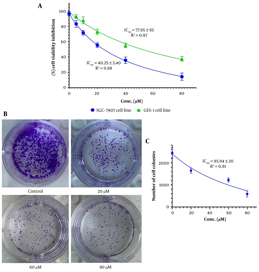 A, MTT assay demonstrating dose-dependent cytotoxicity of baicalein in SGC7901 cells with higher IC<sub>50</sub> in normal GES-1 cells, indicating selective anticancer activity. B, Representative colony formation images showing progressive suppression of clonogenic potential. C, Quantitative analysis confirming dose-dependent inhibition of colony formation. A, MTT assay demonstrating dose-dependent cytotoxicity of baicalein in SGC7901 cells with higher IC<sub>50</sub> in normal GES-1 cells, indicating selective anticancer activity. B, Representative colony formation images showing progressive suppression of clonogenic potential. C, Quantitative analysis confirming dose-dependent inhibition of colony formation.