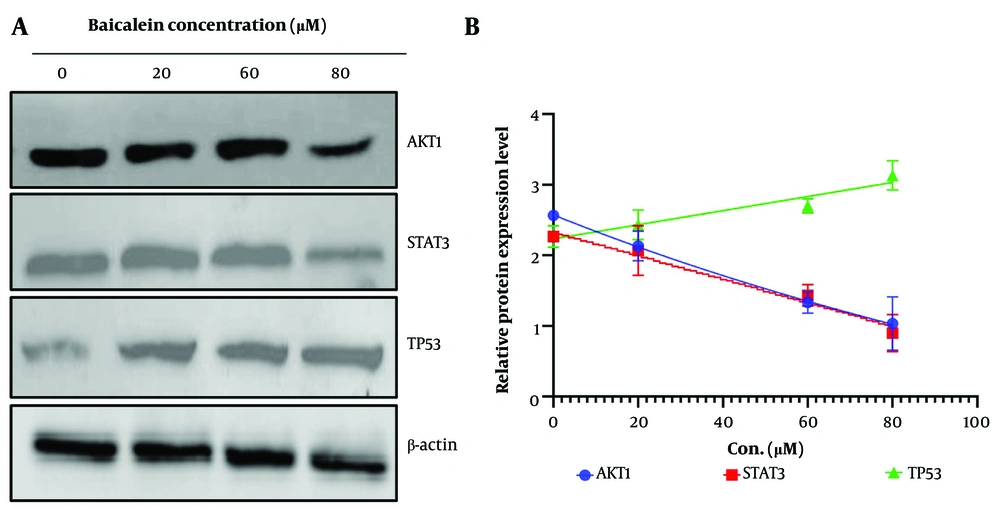 A, Western blot analysis showing dose-dependent downregulation of mutantTP53, AKT1, and STAT3 protein expression in SGC-7901 cells following baicalein treatment. B, Densitometric quantification normalized to β-actin confirming suppression of key oncogenic signaling pathways, supporting the proposed molecular mechanism of anticancer activity. A, Western blot analysis showing dose-dependent downregulation of mutantTP53, AKT1, and STAT3 protein expression in SGC-7901 cells following baicalein treatment. B, Densitometric quantification normalized to β-actin confirming suppression of key oncogenic signaling pathways, supporting the proposed molecular mechanism of anticancer activity.