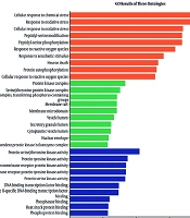 Deciphering the Anticancer Effects of Baicalein in Human Gastric Cancer Cells: Computational Chemistry, Bioinformatics, Network Pharmacology Insights, and in vitro Experimental Validation