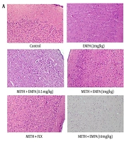 Neuroprotective Effects of Empagliflozin Against Methamphetamine-Induced Withdrawal Syndrome in Mice: Involvement of Bdnf, Tlr4, and JNK Signaling Pathways and Oxidative Stress Biomarkers