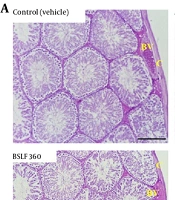 Evaluation of the Protective Effect of a Well-Characterized n-Hexane Extract of Black Soldier Fly Larvae (Hermetia illucens) Against Acrylamide-Induced Testicular Damage in Male Rats: A Histopathological, Oxidative Stress, Inflammatory, and Molecular Study
