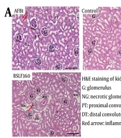 Nrf2/BAX/Bcl2 Signaling Crosstalk and Histopathological Correlates of Renoprotection by Black Soldier Fly Larval Oil Against Aflatoxin B1-Induced Oxidative and Inflammatory Kidney Injury in Rats