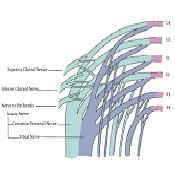 The Importance of Sacral Neuroanatomy in Pain Syndromes and Procedures