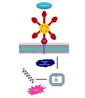 Cover image of the article: Role of COVID-19 in Hepatic Damage and Its Cellular Entrance and Mechanism of Action: A Mini-Review