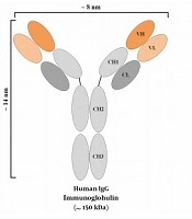 The Potential Applicability of Single-Domain Antibodies (VHH): From Checkpoint Blockade to Infectious Disease Therapy