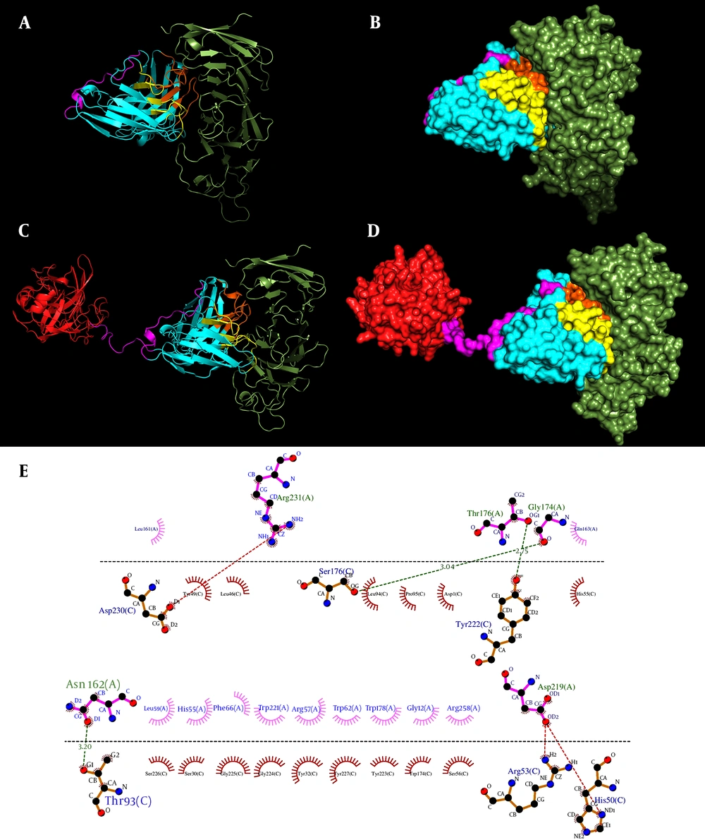 The docking process of HuFMC63 and Hu63-(G4S)3-GrB to CD19. A and B, The docking of HuFMC63 to CD19 in ribbon mode and surface mode, respectively; C and D, The docking of Hu63-(G4S)3-GrB to CD19 in ribbon mode and surface mode, respectively. CD19 is represented in smudge, the scFv framework regions in cyan, the light and heavy complementarity-determining regions (CDRs) in yellow and orange, respectively, GrB in red, the (G4S)3 linker peptide in magenta; E, The 2D interaction plot of Hu63-(G4S)3-GrB as docked to CD19. The residues of Hu63-(G4S)3-GrB and CD19 that contribute to the binding of the scFv to the antigen are positioned below and above the horizontal dashed lines, respectively. The docking process of HuFMC63 and Hu63-(G4S)3-GrB to CD19. A and B, The docking of HuFMC63 to CD19 in ribbon mode and surface mode, respectively; C and D, The docking of Hu63-(G4S)3-GrB to CD19 in ribbon mode and surface mode, respectively. CD19 is represented in smudge, the scFv framework regions in cyan, the light and heavy complementarity-determining regions (CDRs) in yellow and orange, respectively, GrB in red, the (G4S)3 linker peptide in magenta; E, The 2D interaction plot of Hu63-(G4S)3-GrB as docked to CD19. The residues of Hu63-(G4S)3-GrB and CD19 that contribute to the binding of the scFv to the antigen are positioned below and above the horizontal dashed lines, respectively.