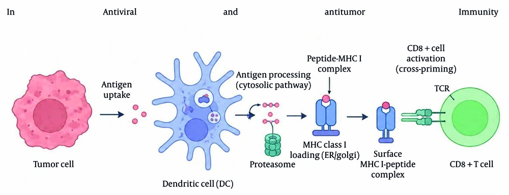 Mechanism of dendritic cell-mediated cross-presentation of tumor antigens. Following antigen uptake from tumor cells, dendritic cells process antigens and present peptide fragments on MHC-I molecules, thereby initiating CD8<sup>+</sup> cytotoxic T-cell responses through cross-priming (created using BioRender). Mechanism of dendritic cell-mediated cross-presentation of tumor antigens. Following antigen uptake from tumor cells, dendritic cells process antigens and present peptide fragments on MHC-I molecules, thereby initiating CD8<sup>+</sup> cytotoxic T-cell responses through cross-priming (created using BioRender).
