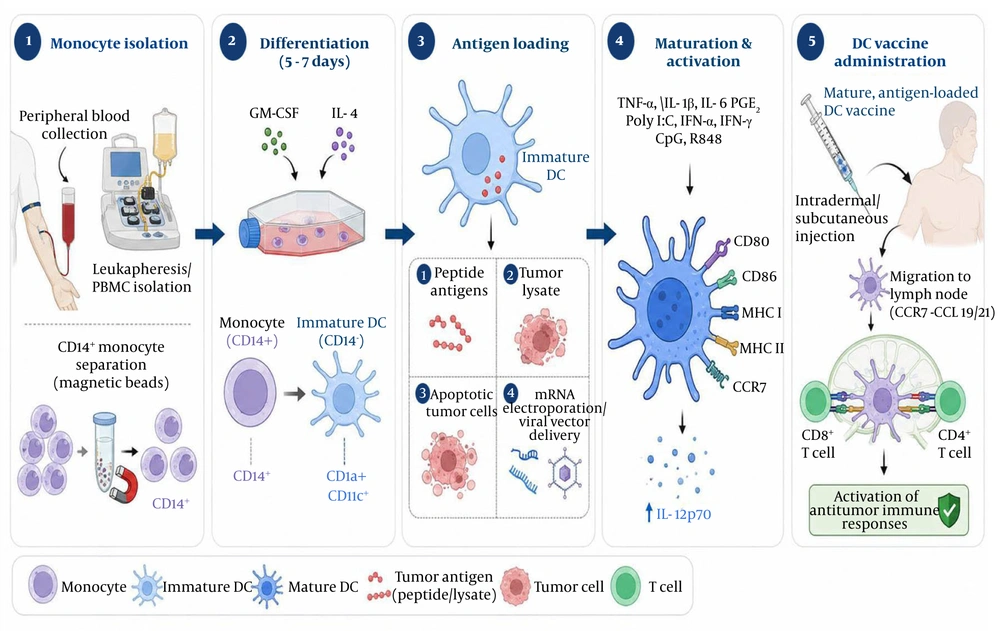 Schematic image of monocyte-derived dendritic cell (MoDC) vaccine generation and preparation. The workflow illustrates: (1) isolation of CD14 + monocytes from patient PBMCs, (2) cytokine-driven differentiation (GM-CSF/IL-4) into immature DCs, (3) tumor antigen loading using alternative strategies, (4) cocktail-induced maturation and activation (characterized by upregulated CCR7, MHC, and costimulatory molecules), and (5) therapeutic administration to trigger CD4 +and CD8 + T-cell-mediated antitumor immunity. Schematic image of monocyte-derived dendritic cell (MoDC) vaccine generation and preparation. The workflow illustrates: (1) isolation of CD14 + monocytes from patient PBMCs, (2) cytokine-driven differentiation (GM-CSF/IL-4) into immature DCs, (3) tumor antigen loading using alternative strategies, (4) cocktail-induced maturation and activation (characterized by upregulated CCR7, MHC, and costimulatory molecules), and (5) therapeutic administration to trigger CD4 +and CD8 + T-cell-mediated antitumor immunity.