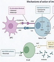 Cover image of the article: Targeted Biologic and Cellular Therapies for Systemic Lupus Erythematosus: Current Evidence and Future Perspectives