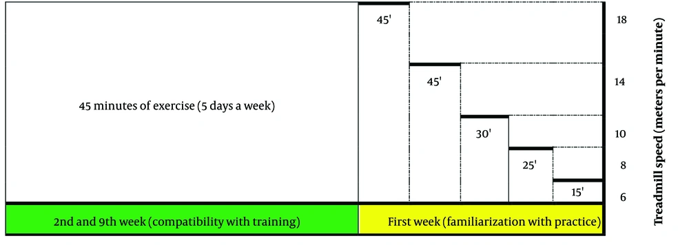Exercise protocol Exercise protocol