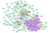 Introducing Pain-Related Molecular Pathways in Painful Diabetic Neuropathy Via Protein Interaction Networks