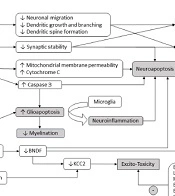 Cellular Mechanisms Associated with Neurodevelopmental Alterations Produced by General Anesthetics