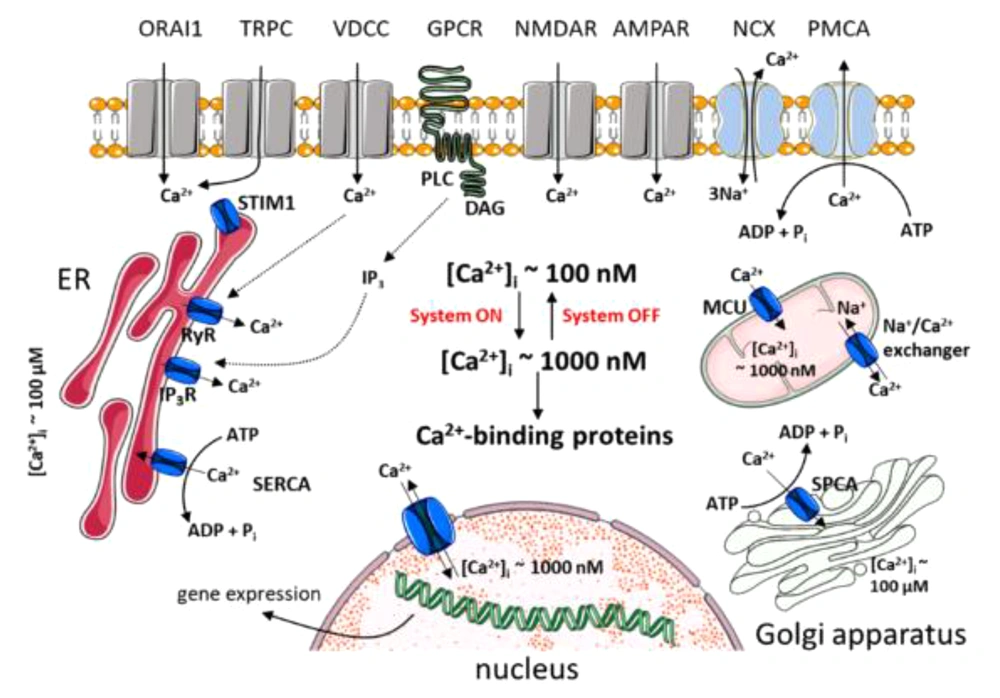 Regulation of calcium in neurons (Source: (<a href="#A146644REF2">2</a>)). Regulation of calcium in neurons (Source: (<a href="#A146644REF2">2</a>)).