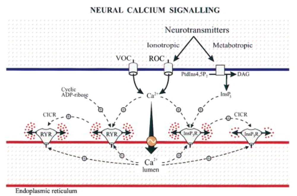 Neural calcium signaling (Source: (<a href="#A146644REF16">16</a>)). Neural calcium signaling (Source: (<a href="#A146644REF16">16</a>)).