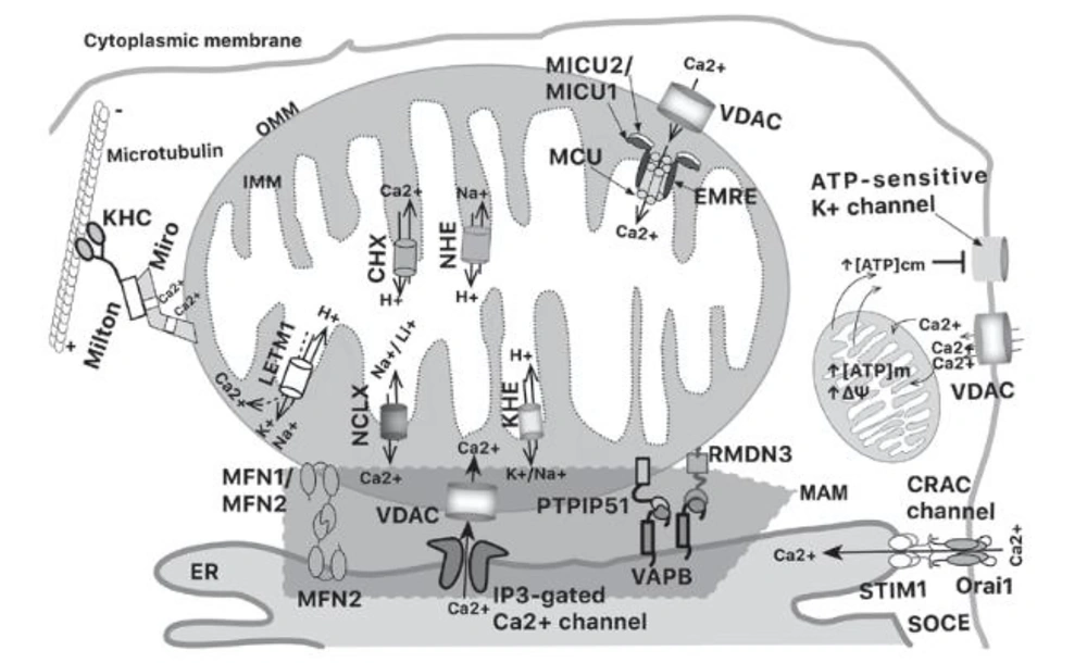 Schematic representation of mitochondrial calcium interactions (Source: (<a href="#A146644REF17">17</a>)). Schematic representation of mitochondrial calcium interactions (Source: (<a href="#A146644REF17">17</a>)).