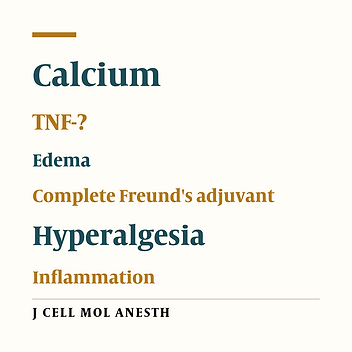 Anti-hyperalgesic and anti-inflammatory effects of long term calcium administration during adjuvant-induced arthritis in rats
