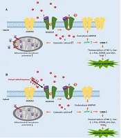 Impact of Pulsed Radiofrequency on Activated Dorsal Root Ganglion Neuronal Dynamics