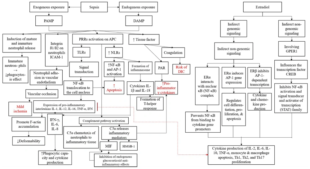 Flowchart illustrating the interplay between sepsis, inflammation, and the regulatory effects of estradiol (E2) on immune and coagulation pathways. Through these mechanisms, E2 modulates the production of key cytokines such as IL-2, IL-6, IL-10, TNF-α, and affects the apoptosis of monocytes and macrophages while influencing Th1, Th2, and Th17 proliferation. This highlights a potential protective role of estrogen in mitigating sepsis-related inflammation and immune dysregulation. Abbreviations: PAMP, pathogen-associated molecular pattern; DAMP, damage-associated molecular pattern; PRR, pattern recognition receptor; TLR, toll-like receptor; NLR, nod-like receptor; NF-κB, nuclear factor kappa B; AP-1, activator protein-1; ICAM-1, intercellular adhesion molecule-1; PAR, protease-activated receptor; DIC, disseminated intravascular coagulation; C5a, a complement system fragment that acts as a potent chemoattractant, recruiting neutrophils to sites of inflammation and enhancing inflammatory mediator release; MIF, macrophage migration inhibitory factor; HMGB-1, high-mobility group box 1; ERα, estrogen receptor alpha; ERβ, estrogen receptor beta; GPER1, G protein-coupled estrogen receptor 1; CREB, cAMP response element-binding protein; STAT, signal transducer and activator of transcription. Flowchart illustrating the interplay between sepsis, inflammation, and the regulatory effects of estradiol (E2) on immune and coagulation pathways. Through these mechanisms, E2 modulates the production of key cytokines such as IL-2, IL-6, IL-10, TNF-α, and affects the apoptosis of monocytes and macrophages while influencing Th1, Th2, and Th17 proliferation. This highlights a potential protective role of estrogen in mitigating sepsis-related inflammation and immune dysregulation. Abbreviations: PAMP, pathogen-associated molecular pattern; DAMP, damage-associated molecular pattern; PRR, pattern recognition receptor; TLR, toll-like receptor; NLR, nod-like receptor; NF-κB, nuclear factor kappa B; AP-1, activator protein-1; ICAM-1, intercellular adhesion molecule-1; PAR, protease-activated receptor; DIC, disseminated intravascular coagulation; C5a, a complement system fragment that acts as a potent chemoattractant, recruiting neutrophils to sites of inflammation and enhancing inflammatory mediator release; MIF, macrophage migration inhibitory factor; HMGB-1, high-mobility group box 1; ERα, estrogen receptor alpha; ERβ, estrogen receptor beta; GPER1, G protein-coupled estrogen receptor 1; CREB, cAMP response element-binding protein; STAT, signal transducer and activator of transcription.