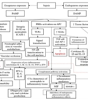 Unveiling New Horizons: Estrogen as a Breakthrough Therapy for Sepsis