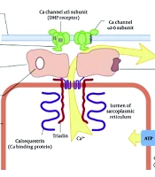 A Case of Malignant Hyperthermia Induced by Volatile Anesthetics: Clinical Management and Treatment