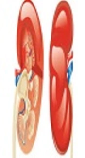 Vitamin D Status in Children with Nephrotic Syndrome