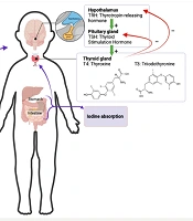 Iodine Intake and Its Correlation with TSH and FT4 Levels, and Geographic Mapping Among Children Aged 2 to 5 Years