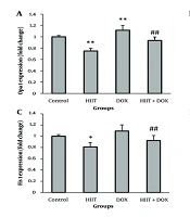High-intensity Interval Training Protectively Modulates Doxorubicin-Induced Changes in Cardiac Mitochondrial Dynamics and Autophagy Process