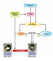 Effect of Exercise Training and Aging on Klotho Signaling in the Heart