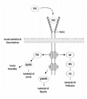 Cover image of the article: The Effect of Physical Activity on VEGF and HIF-1 Signaling