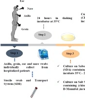 Evaluation of Candida auris Colonization using Clinical Skin Swabs: A Single-Center Study in Isfahan, Iran