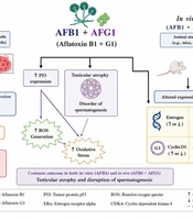 Reproductive Toxicity of Aflatoxins: A Brief Report with Implications for Public Health Policy