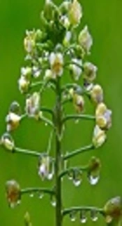 Cover image of the article: Pichia pastoris as One of the Best Choice for Expression of Biopharmaceutical Proteins
