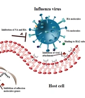 Flavonoids Antiviral Effects: Focusing on Entry Inhibition of Influenza and Coronavirus