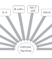 JAK/STAT Is a Main Signaling Pathway in Renal Carcinoma: A Systematic Review of Therapeutic Potential