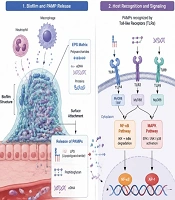 Biofilm-Induced Inflammation in Chronic Infections: Molecular Mechanisms, Host-Pathogen Interactions, and Emerging Therapeutic Strategies