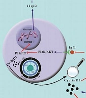 Cyclin D1: A Golden Gene in Cancer, Cardiotoxicity, and Cardioprotection