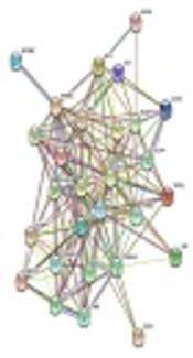 What Is Adult T-Cell Leukemia Pathogenesis? System Virology as a Solution of This Puzzle
